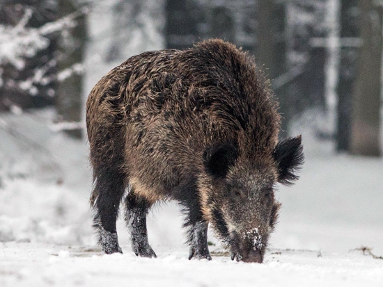 Ilustrační fotografie Jaroslav Vogeltanz