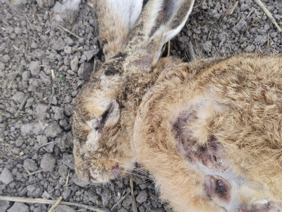 Na Slovensku zjištěna myxomatóza u zajíců, podle ministra byla zavlečena z Česka