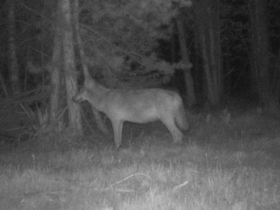 Březí vlčice byla zachycena fotopastí (zdroj fotografie ANB/INBO)