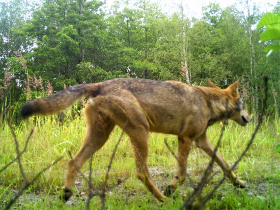 Vlk vyfotografovaný fotopastí na Frýdlantsku v červenci 2020.