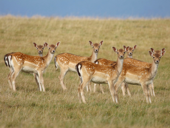Nejnovější čísla o lovu spárkaté zvěře v Evropě