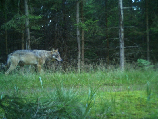 Vlk zachycený na fotopasti v CHKO Brdy.
