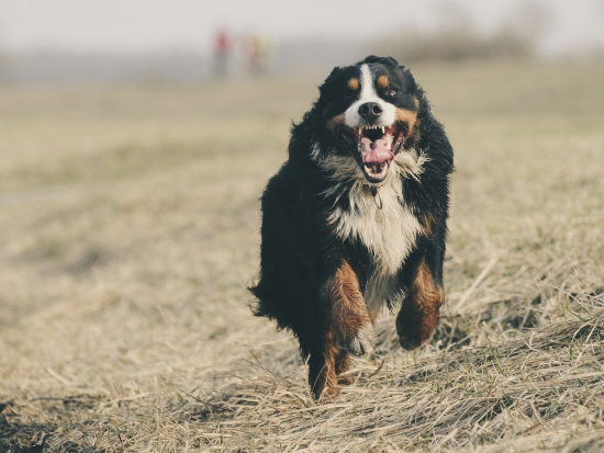 Ilustrační fotografie Pixabay