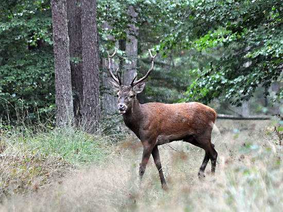 Nová pravidla poplatkových lovů u Lesů ČR