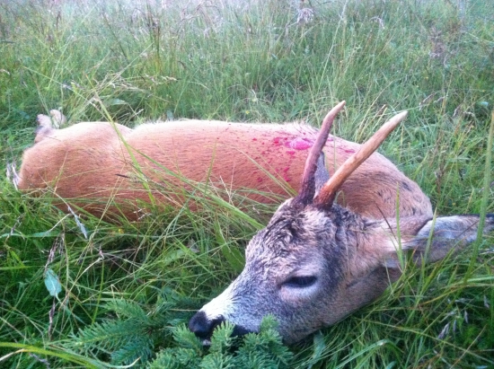 MZe bude přispívat uživatelům honiteb na chladicí zařízení pro ulovenou zvěř