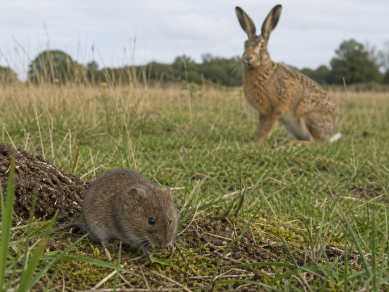 Plošné trávení problém s hraboši nevyřeší. Navíc je rizikem pro býložravce i predátory, říká přírodovědec