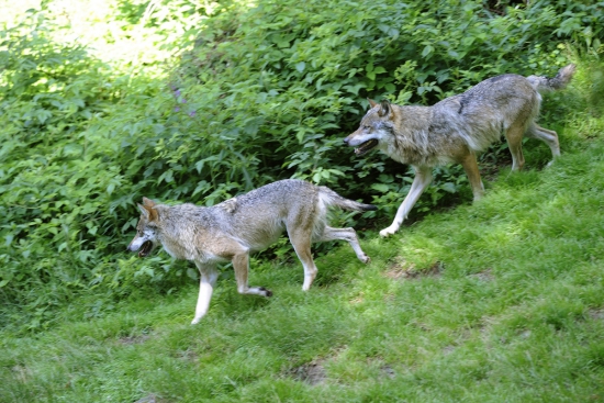 Vlci byli spatřeni v Lužických horách i Českém Švýcarsku