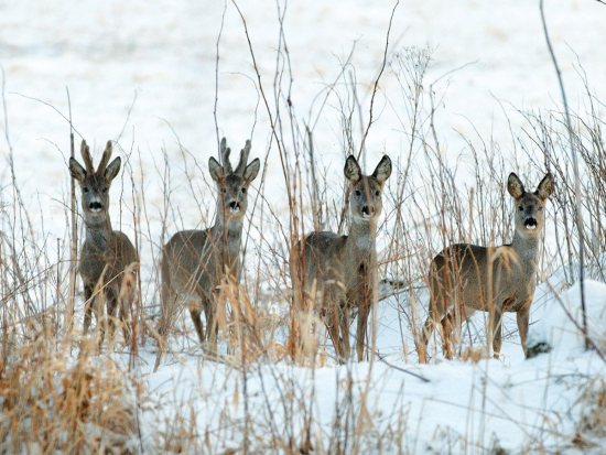Podmínky pro léčení spárkaté zvěře v roce 2022