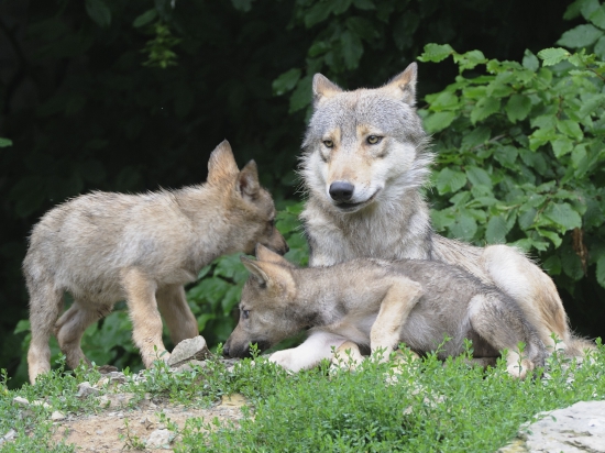 Ilustrační fotografie Jaroslav Vogeltanz