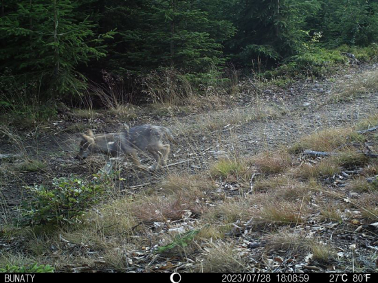 Ve Žďárských vrších se narodila vlčata. Takřka po 200 letech