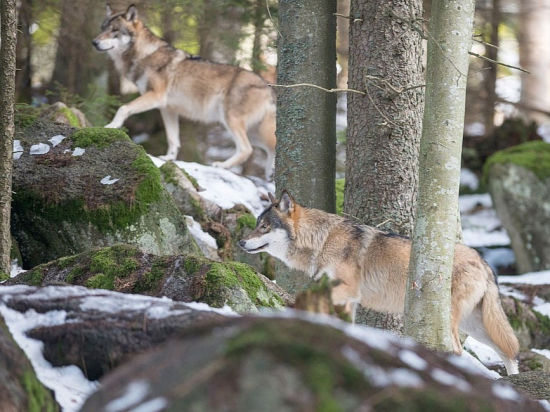 Zemědělský výbor žádá MŽP, aby podpořilo návrh Bruselu na menší ochranu vlků