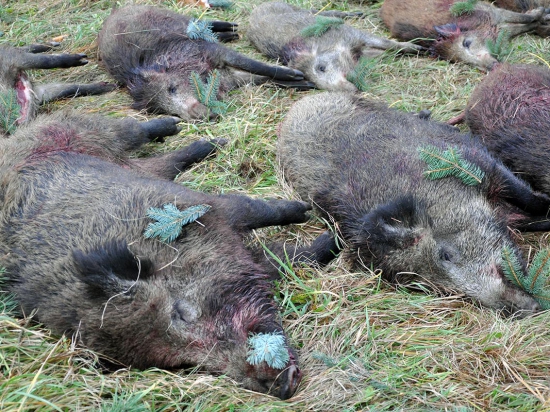 Ilustrační fotografie archiv redakce