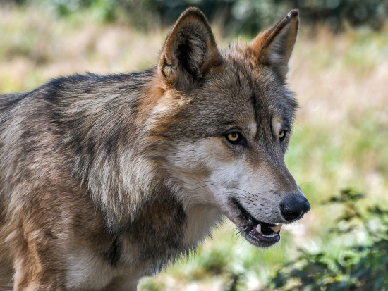 Královéhradecký kraj vydal výjimku na lov problémových vlků, ale nejde o okamžitý odstřel