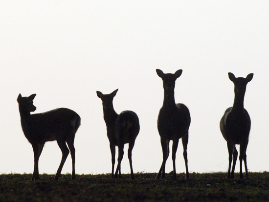 Ilustrační fotografie Jaroslav Vogeltanz