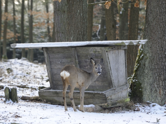 Ilustrační fotografie Jaroslav Vogeltanz