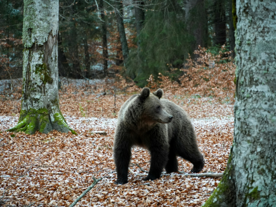 Medvědice na Slovensku napadla myslivce, ti ji zastřelili