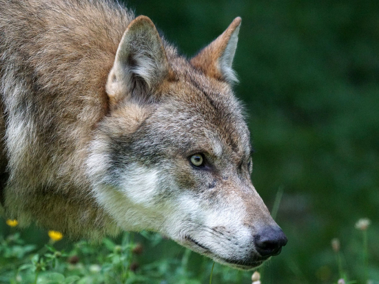Stát povolí odstřel nebezpečných jedinců jinak chráněného vlka