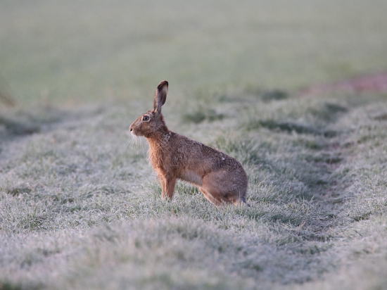 Prosperita populace zajíce polního je závislá na struktuře zemědělské krajiny