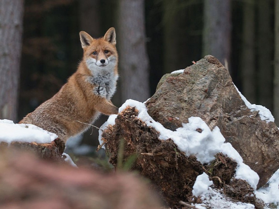 Za zachování lovu norováním: Otevřený dopis Poslanecké sněmovně