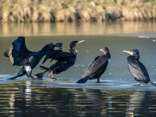 Foto www.pixabay.com