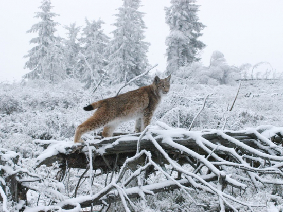 V národních parcích Šumava a Bavorský les žije 27 dospělých rysů