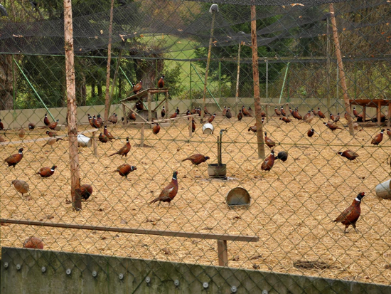 Ptačí chřipka v bažantnici na Hodonínsku