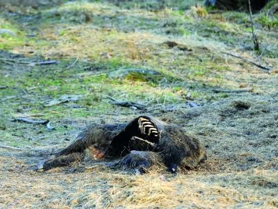 Ilustrační fotografie Jaroslav Vogeltanz