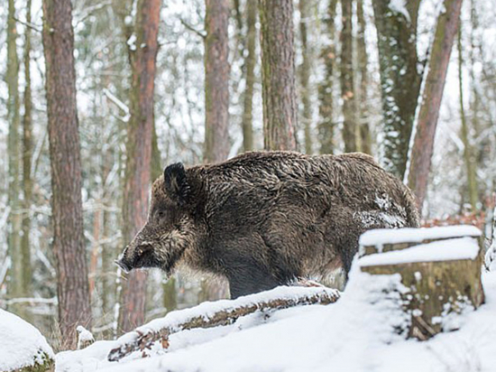 U divočáka dovezeného z Německa byl nalezen svalovec