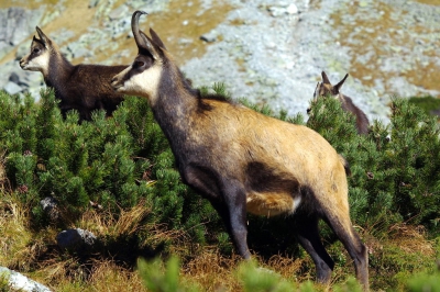 Kamzík horský tatranský (Rupicapra rupicapra tatrica)
