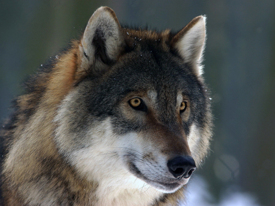 Vědci budou hledat rovnováhu mezi vlky a lidmi v evropské krajině