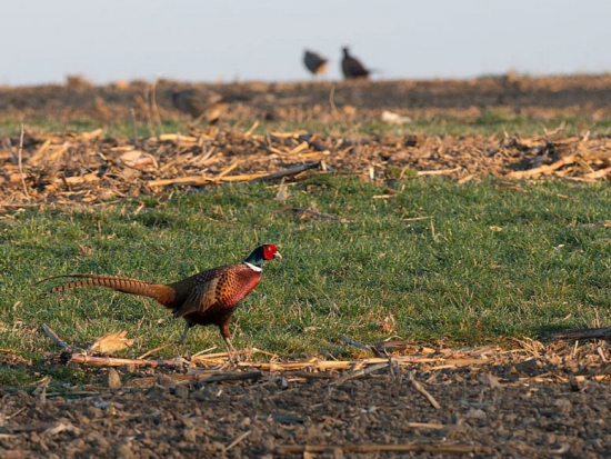 V bažantnici na Písecku je ptačí chřipka, 10 tisíc bažantů se musí zlikvidovat