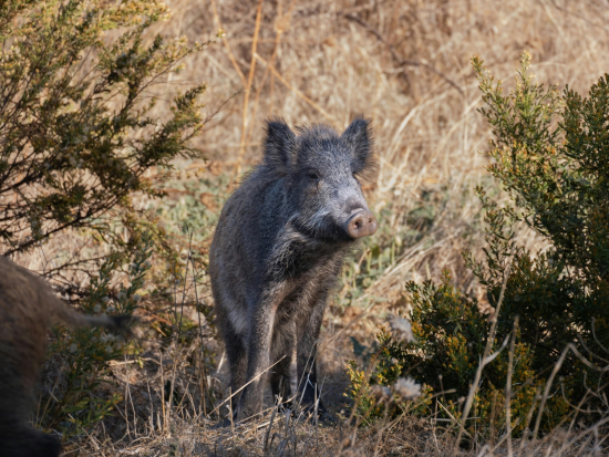 Ve Španělsku byl zjištěn africký mor prasat, EU vyzývá k rychlým opatřením