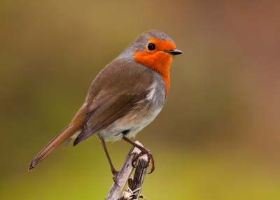 Červenka obecná (Erithacus rubecula)