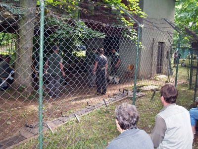 Zkoušky z bezkontaktního norování lišky