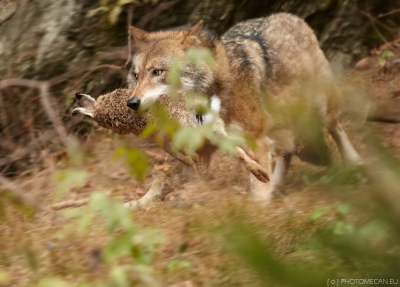 Vlk obecný (Canis lupus)