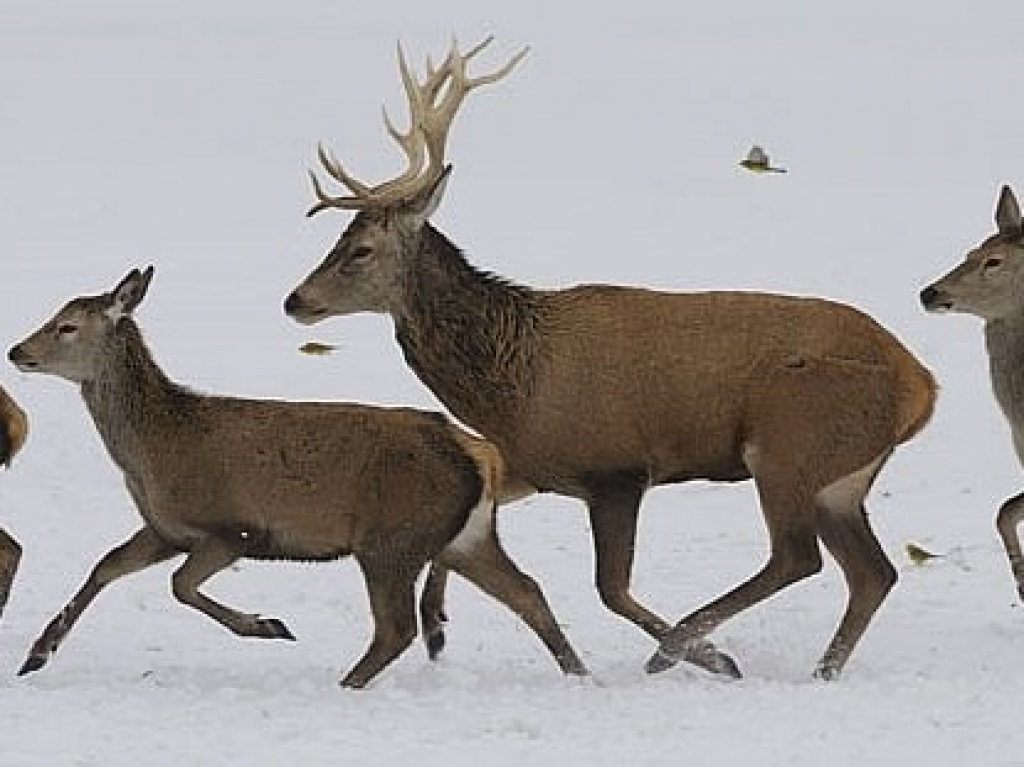 V Krkonoších začal platit zákaz vstupu na 19 cest kvůli jelenům