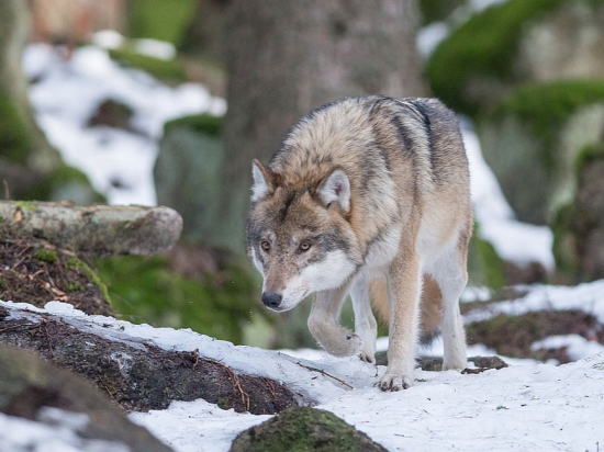 V Krkonoších byl smrtelně postřelen vlk s GPS obojkem