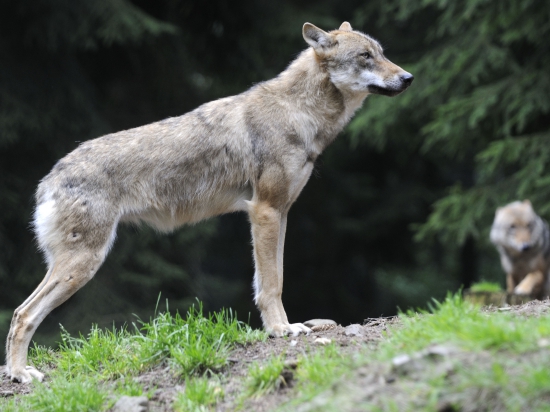 Ilustrační fotografie Jaroslav Vogeltanz