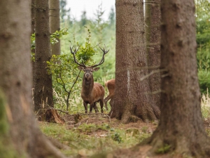Na Vysočině žije nejméně jelenů v ČR, víc je zajíců a kachen