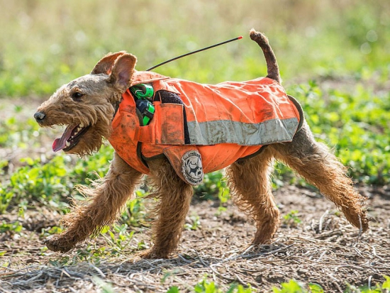Ilustrační fotografie Jaroslav Vogeltanz