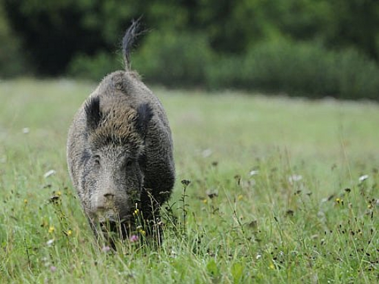 Veterinární správa požádá o zmírnění opatření spojených s AMP
