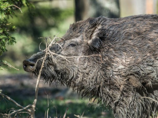 Ve zvěřinovém závodě byl u divočáka dovezeného z Maďarska zjištěn nebezpečný parazit
