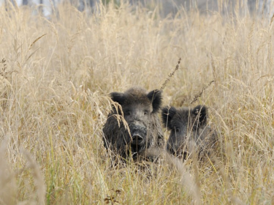 Nové případy afrického moru prasat v blízkosti českých hranic v Německu a na Slovensku