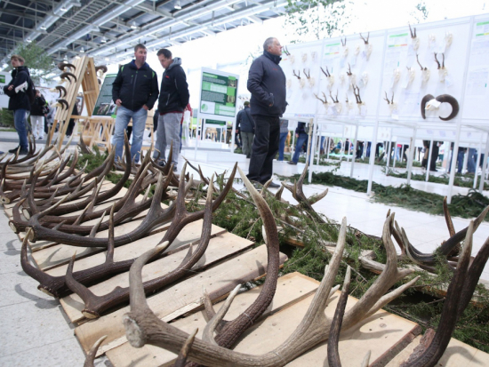 Výstava unikátních trofejí na letošní Národní výstavě myslivosti