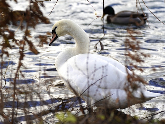 U uhynulých labutí na Písecku byl potvrzen virus ptačí chřipky