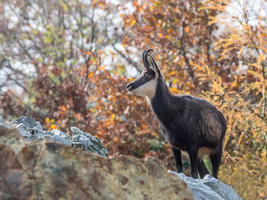 Obvinění z pytláctví čelí muž, jenž zastřelil kamzíka v honitbě na Českolipsku