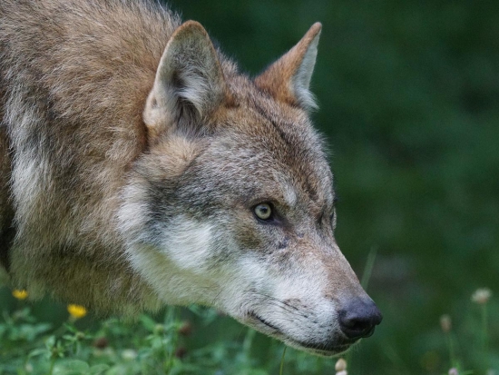 Hnutí DUHA: Evropské státy nedostatečně řeší riziko křížení vlků se psy