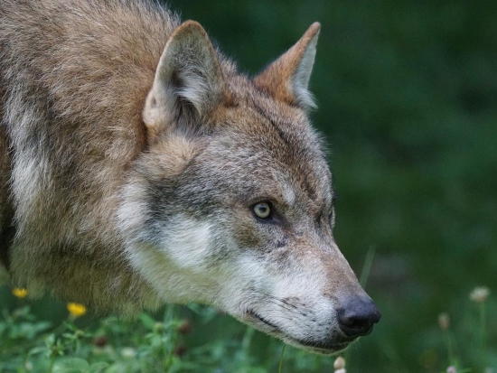 Hnutí DUHA: Evropské státy nedostatečně řeší riziko křížení vlků se psy