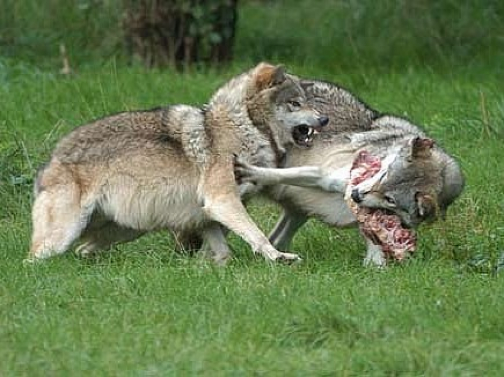 Podle odborníků neměl lov vlků na Slovensku vliv na škody na hospodářských zvířatech