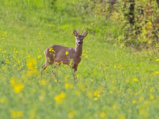 MZe má předložit novelu zákona o myslivosti poslancům do konce září